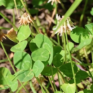 Trifolium repens at Yackandandah, VIC by KylieWaldon