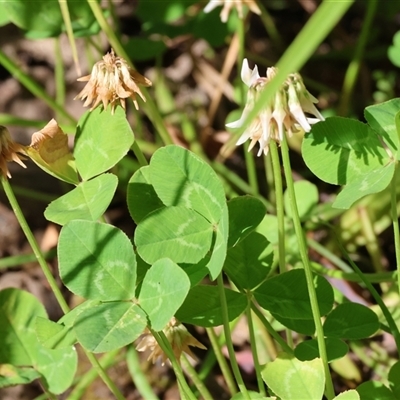 Trifolium repens at Yackandandah, VIC - 5 Jan 2025 by KylieWaldon