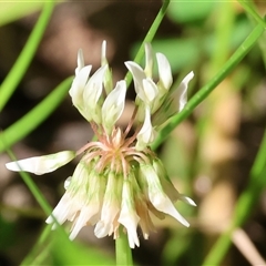 Trifolium repens at Yackandandah, VIC - 5 Jan 2025 07:56 AM