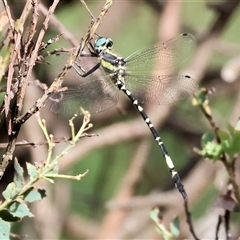 Parasynthemis regina (Royal Tigertail) at Yackandandah, VIC - 5 Jan 2025 by KylieWaldon