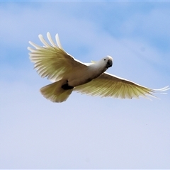 Cacatua galerita (Sulphur-crested Cockatoo) at Yackandandah, VIC - 5 Jan 2025 by KylieWaldon