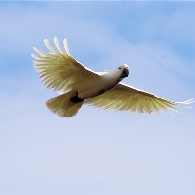 Cacatua galerita (Sulphur-crested Cockatoo) at Yackandandah, VIC - 4 Jan 2025 by KylieWaldon