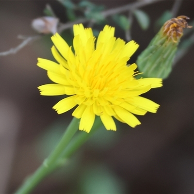 Hypochaeris radicata (Cat's Ear, Flatweed) at Yackandandah, VIC - 5 Jan 2025 by KylieWaldon