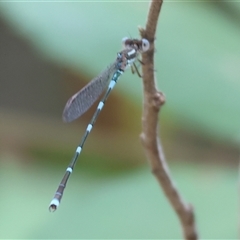 Austrolestes leda at Yackandandah, VIC - 4 Jan 2025 by KylieWaldon