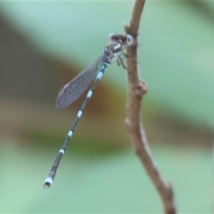 Austrolestes leda at Yackandandah, VIC - 5 Jan 2025 08:11 AM