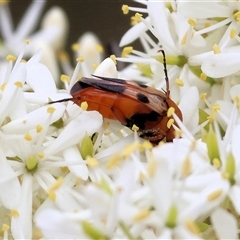 Unidentified Beetle (Coleoptera) at Yackandandah, VIC - 4 Jan 2025 by KylieWaldon