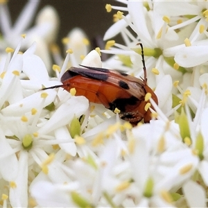 Unidentified Beetle (Coleoptera) at Yackandandah, VIC by KylieWaldon