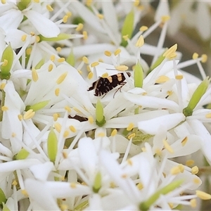 Glyphipterix chrysoplanetis (A Sedge Moth) at Yackandandah, VIC by KylieWaldon