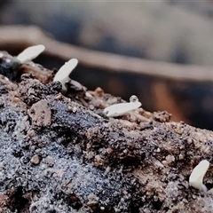 Xylaria sp. at Bermagui, NSW - 19 Jan 2025 by Teresa