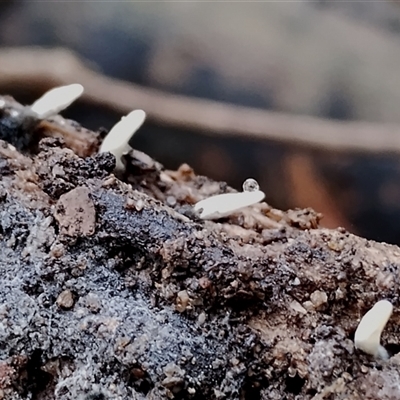 Xylaria sp. at Bermagui, NSW - 19 Jan 2025 by Teresa