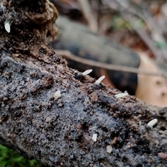 Xylaria sp. at Bermagui, NSW - 19 Jan 2025