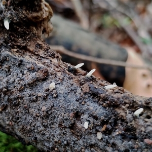 Xylaria sp. at Bermagui, NSW - 19 Jan 2025 11:58 AM