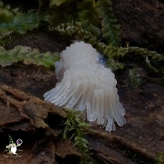 Stemonitis splendens at Kianga, NSW - 20 Jan 2025 by Teresa