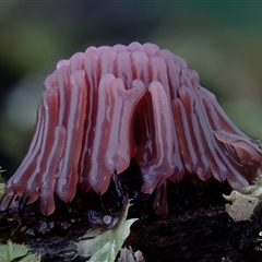 Stemonitis splendens at Kianga, NSW - suppressed