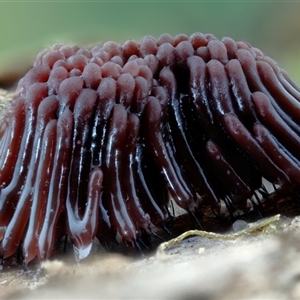 Stemonitis splendens at Kianga, NSW - suppressed