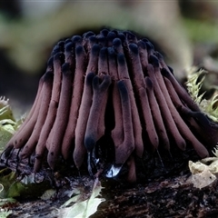 Stemonitis splendens at Kianga, NSW - suppressed