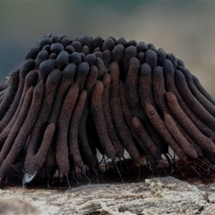 Stemonitis splendens at Kianga, NSW - suppressed