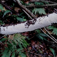 zz flat polypore - white(ish) at Bermagui, NSW - 19 Jan 2025 by Teresa