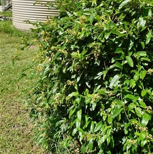 Parsonsia straminea at Copmanhurst, NSW - suppressed