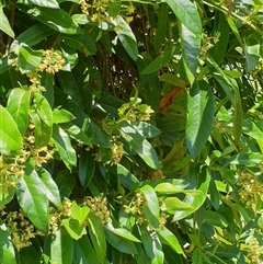 Parsonsia straminea at Copmanhurst, NSW - suppressed