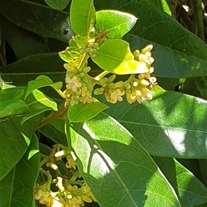 Parsonsia straminea at Copmanhurst, NSW - suppressed