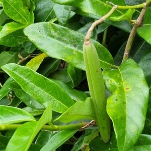 Parsonsia straminea at Copmanhurst, NSW - suppressed