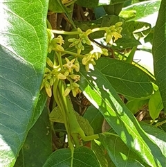 Parsonsia straminea at Copmanhurst, NSW - suppressed