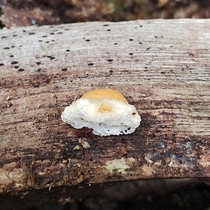 Unidentified Other fungi on wood at Bermagui, NSW by Teresa