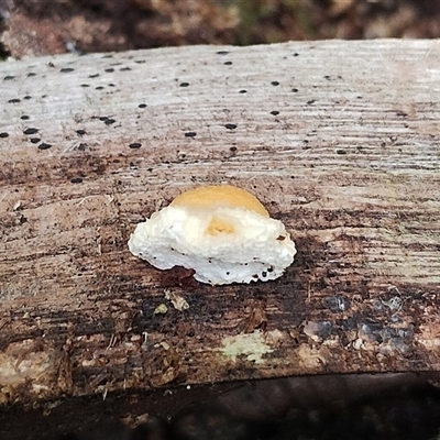 Unverified Other fungi on wood at Bermagui, NSW - 19 Jan 2025 by Teresa