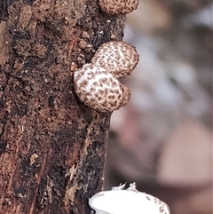 Unidentified Other fungi on wood at Bermagui, NSW - 19 Jan 2025 by Teresa