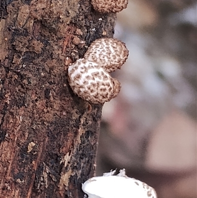 Unidentified Other fungi on wood at Bermagui, NSW - 19 Jan 2025 by Teresa