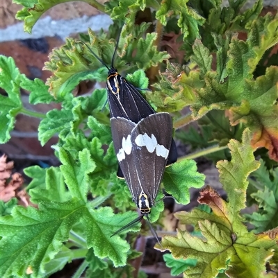 Nyctemera amicus (Senecio Moth, Magpie Moth, Cineraria Moth) at Isaacs, ACT - 20 Jan 2025 by Mike