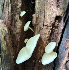 Unverified Fungus at Lorne, NSW - 20 Jan 2025 by Butlinz
