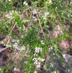 Unidentified Other Shrub at Dunbogan, NSW - 20 Jan 2025 by LPW