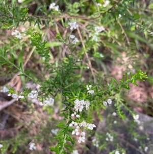 Ozothamnus diosmifolius at Dunbogan, NSW - 20 Jan 2025 11:47 AM