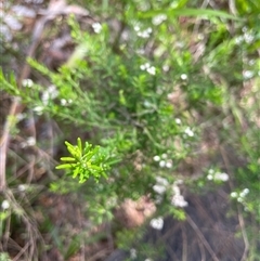 Ozothamnus diosmifolius at Dunbogan, NSW - 20 Jan 2025 11:47 AM