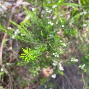 Ozothamnus diosmifolius at Dunbogan, NSW - 20 Jan 2025 11:47 AM