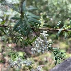 Ozothamnus diosmifolius at Dunbogan, NSW - 20 Jan 2025 11:47 AM