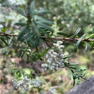 Ozothamnus diosmifolius at Dunbogan, NSW - 20 Jan 2025 11:47 AM
