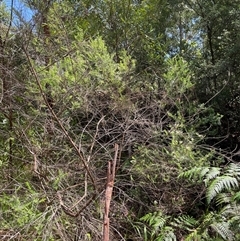 Ozothamnus diosmifolius at Dunbogan, NSW - 20 Jan 2025 11:47 AM