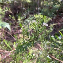 Ozothamnus diosmifolius at Dunbogan, NSW - 20 Jan 2025 11:47 AM