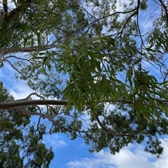 Unidentified Gum Tree at Dunbogan, NSW - 19 Jan 2025 by LPW