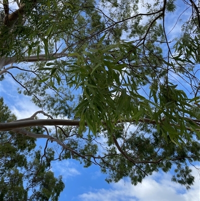 Unidentified Gum Tree at Dunbogan, NSW - 19 Jan 2025 by LPW