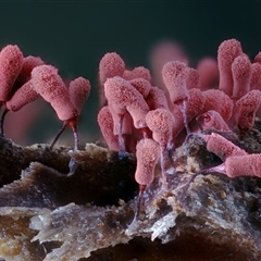 Arcyria denudata at Kianga, NSW - 20 Jan 2025 by Teresa