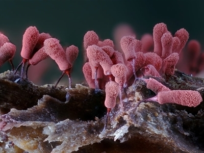 Arcyria denudata at Kianga, NSW - 20 Jan 2025 by Teresa