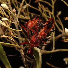 Gminatus australis at Strathnairn, ACT - 19 Jan 2025 by jb2602