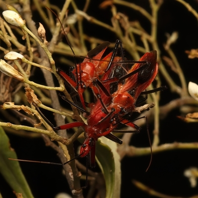 Gminatus australis (Orange assassin bug) at Strathnairn, ACT - 19 Jan 2025 by jb2602