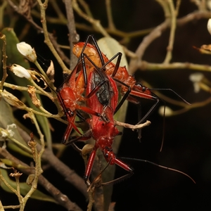 Gminatus australis at Strathnairn, ACT - 19 Jan 2025 03:45 PM