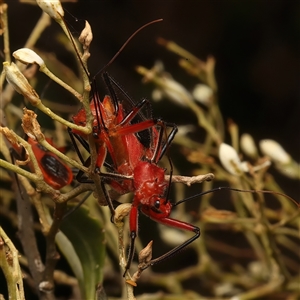 Gminatus australis at Strathnairn, ACT - 19 Jan 2025 03:45 PM