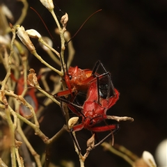 Gminatus australis at Strathnairn, ACT - 19 Jan 2025 03:45 PM